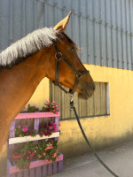 Vente de cheval : Nikita de Molion